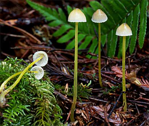 M epipterygia var epipterygia
